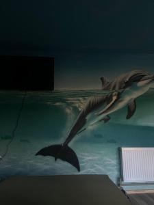 Shark