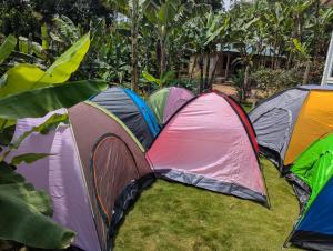 Kilimanjaro Forest Lodge and Camping Site