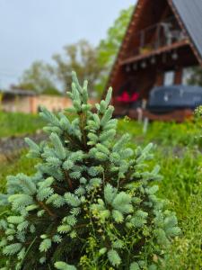 Cest La Vie - Cottages in Sabaduri Forest