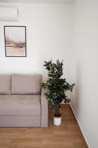 EUCALYPTUS