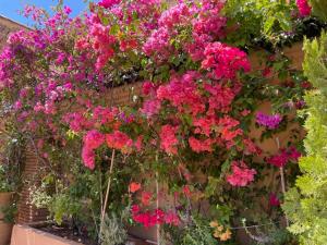 Riad Zouhour