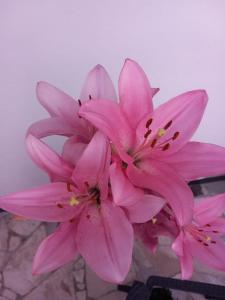 Guest House Bloom Garden