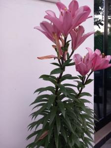 Guest House Bloom Garden
