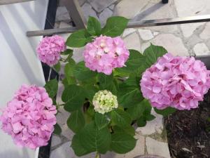 Guest House Bloom Garden