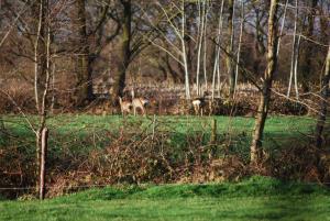 Vakantiehuis "It koaihûs"