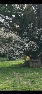 Podere Il Cardellino