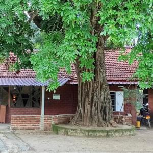 Naiad Eco okkampitiya