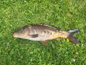 Domeček Drahuška - own fishing