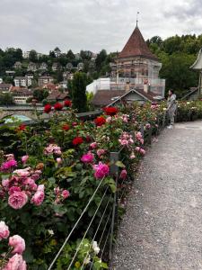 Apartments in Bern - Green Relax