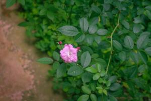 Manigua Andina