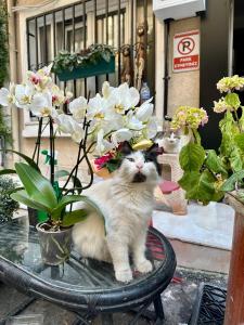 Viva Istanbul