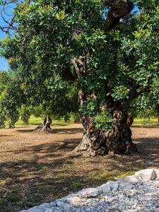 Tenuta San Giovanni