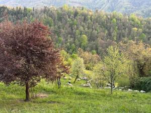 Apartma na podeželju - Slovenia Nature