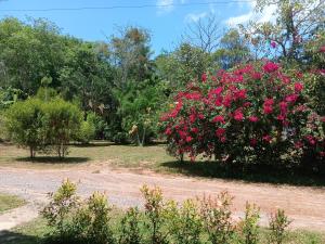 Cha Bungalow