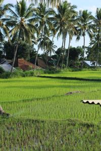 Rice Field inn - Lombok