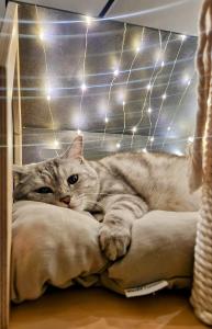 Ilbo Stay Seoul Homestay with Dog & Cat