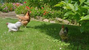 Maisons de vacances Hostellerie de la Motte jean : photos des chambres