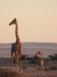 Namib Naukluft Lodge
