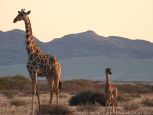 Namib Naukluft Lodge