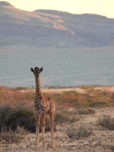 Namib Naukluft Lodge