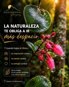 Glamping con Vista a la Montaña
