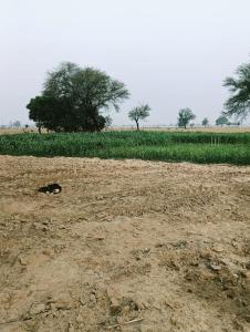 Joon Farm
