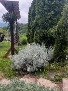Apartmani Lunija