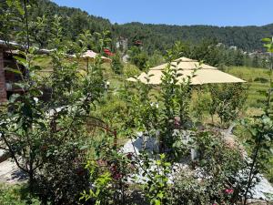 Lifessenza Homestay