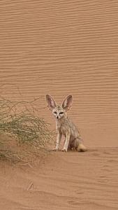 Royal Sahara Dome Camp