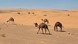 Royal Sahara Dome Camp