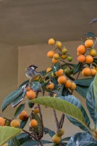 Il Vecchioliveto di Ornella img47