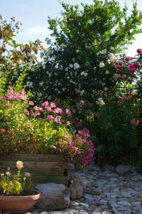 Il Vecchioliveto di Ornella img51