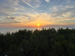 Sunset Pine Apartments