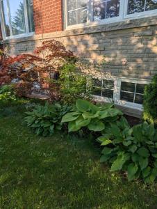 West End Basement Apartment