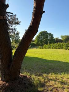 Leśny Wóz Drzymały Spore - 1500 m2 terenu na wyłączność!