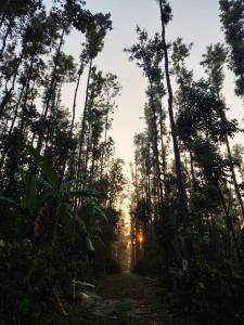 Outbackwoods homestay room Robusta