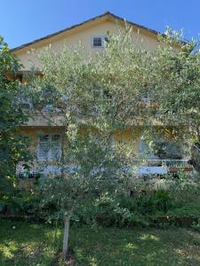 Linden Apartment