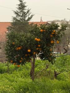 Vlahos Ranch Stay Eretria