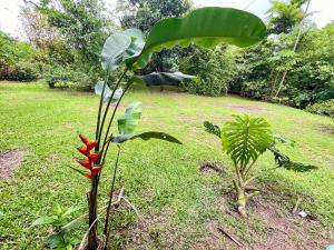 La Casona Aramacao - La fortuna