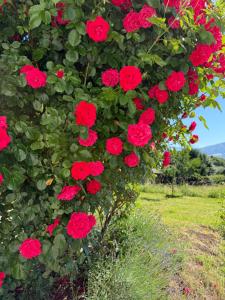 Gartenwohnung Nußdorf am Attersee