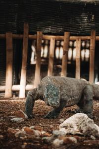 Phinisi Private trip Komodo Island