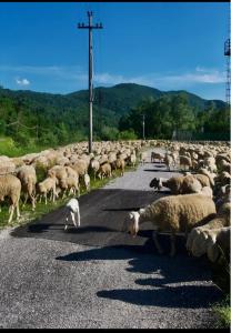 Relax al Torrente delle Prealpi Giulie