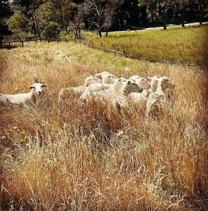 The Grange Berrima - The Ultimate Rural Retreat