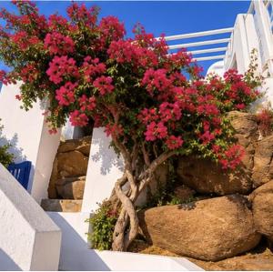 Pink Sunset View Room Mykonos Town
