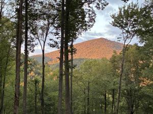 Of the Pines