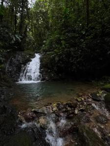 SAMAY FOREST- MASHPI AMAGUSa