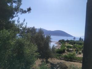 Greeksummer
