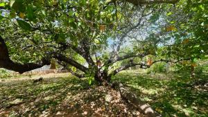 Aromas Haven, Auroville