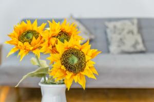 Sunflower Siroco