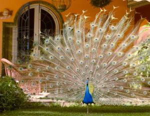 La Villa Mandarine